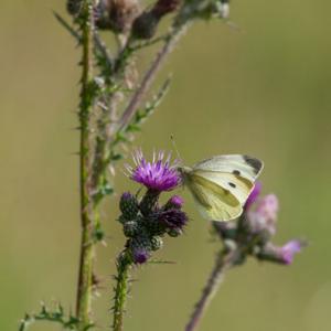 large white on thistle