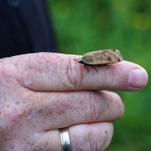 large yellow underwing