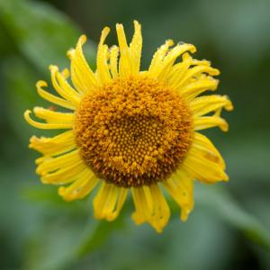 last of the fleabane flowers