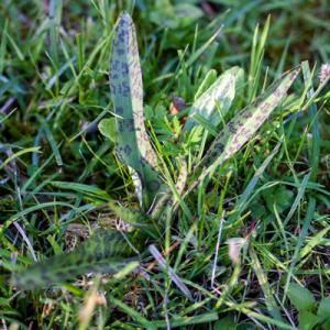 leopard spotted variant orchid leaf