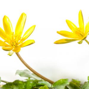 lesser celandine1