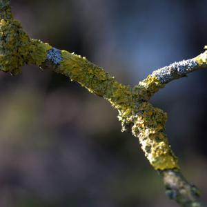 lichen3