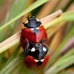 lovebugs2
