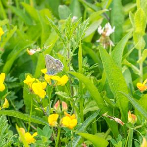 male common blue