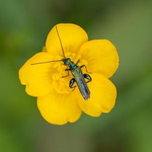 male oedemera nobilis beetle on buttercup
