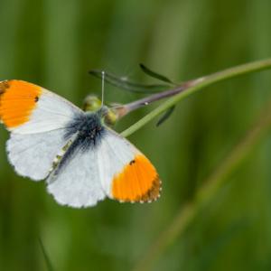 male orange tip