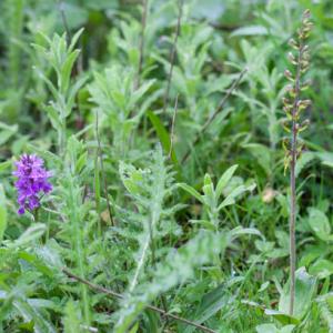 marsh orchid twayblade