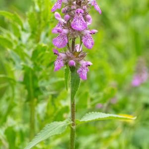 marsh woundwort3