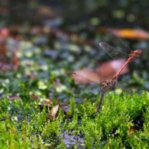 mating and egg laying
