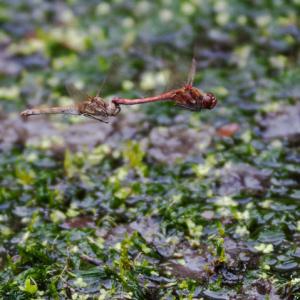 mating darters