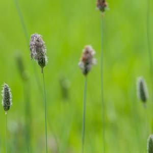 may grass