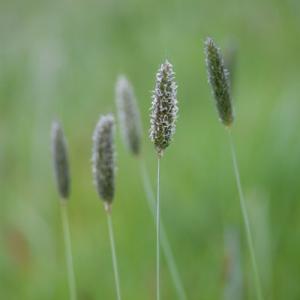 may grasses2