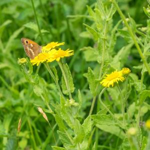 meadow brown3