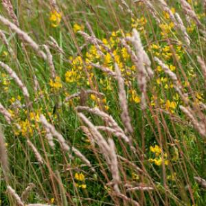 meadow vetchling