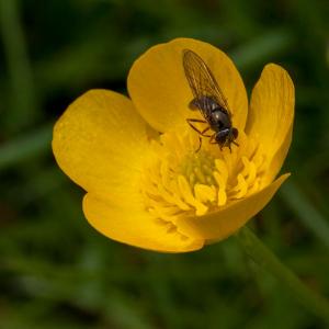 melanostoma scalare