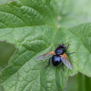 mesembrina meridiana
