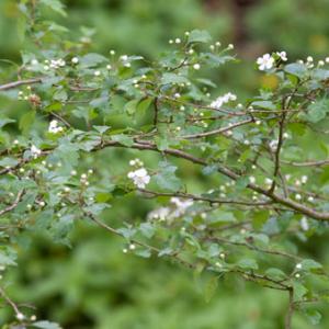 midland hawthorn