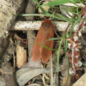moth1