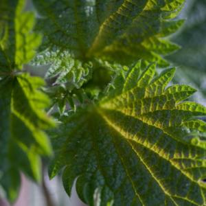 nettles