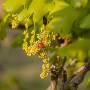oak catkin gall