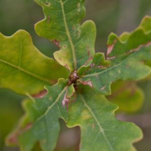 oak sapling