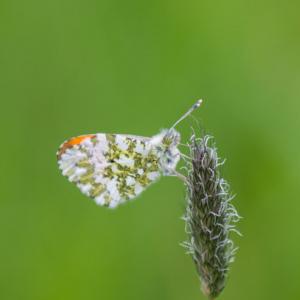 orange tip butterfly2