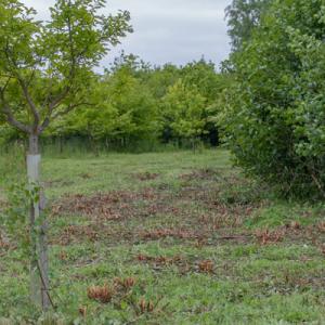 orchid glade after clearing