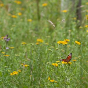 peacock in the meadow