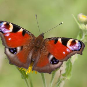 peacock on common fleabane