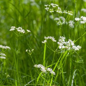 pignut