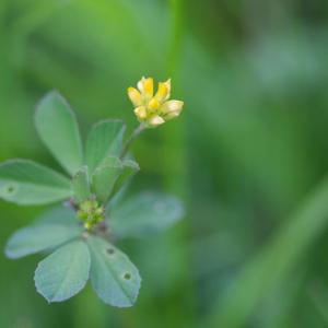 poss black medick or lesser trefoil
