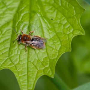 possible andrena haemorrhoa