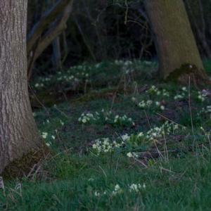 primroses in the evening