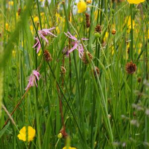 ragged robin amid buttercups