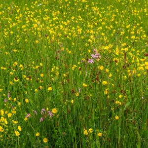 ragged robinmeadow