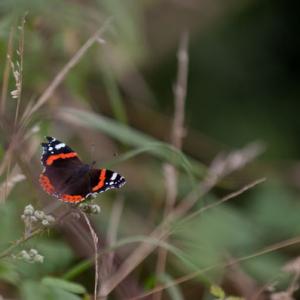 red admiral2