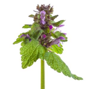 red dead nettle 3
