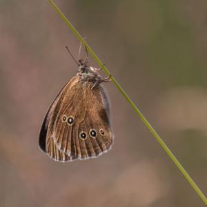 ringlet4