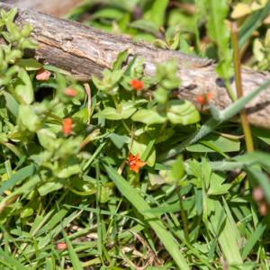 scarlet pimpernel2