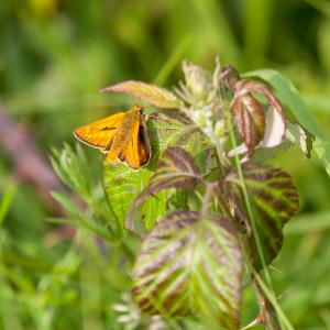 skipper3
