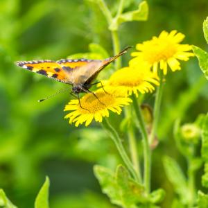 small tortoiseshell2