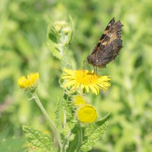 small tortoiseshell4