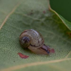 snail