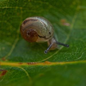 snail2