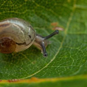 snail3