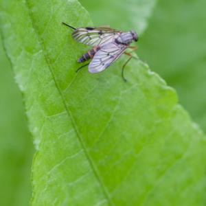 snipe fly