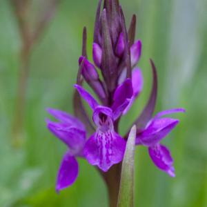 southern marsh orchid flowerhead