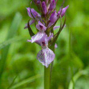 southern marsh orchid pale flower