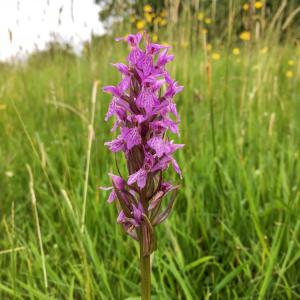 southern marsh orchid