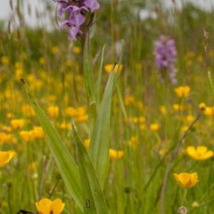 southern marsh orchid9